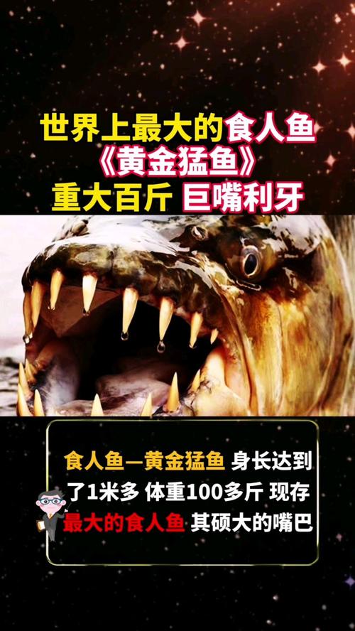 黃金猛魚形態揭秘_非洲水域終極掠食者_黃金猛魚實在太罕見