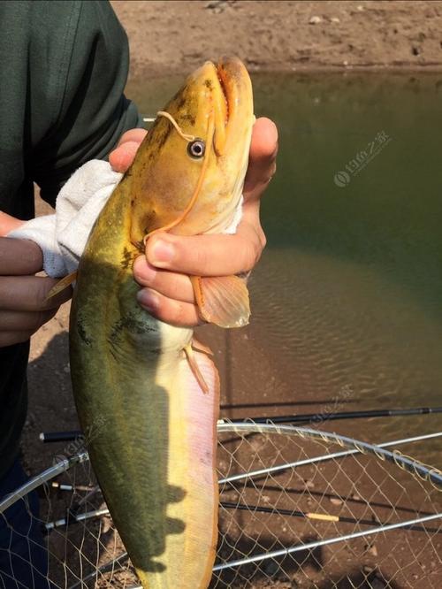 黃金猛魚實在太罕見_非洲水域終極掠食者_黃金猛魚形態揭秘