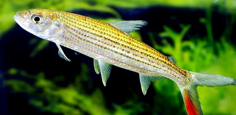 黃金猛魚實在太罕見_水中巨怪_黃金猛魚