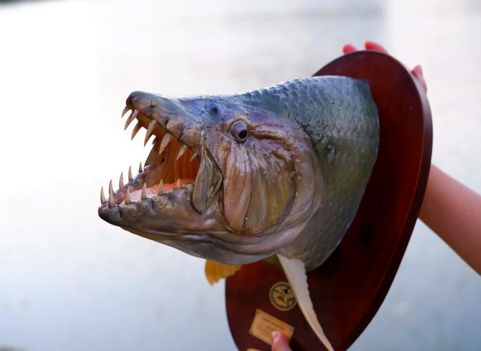 黃金猛魚_水中巨怪_黃金猛魚實在太罕見