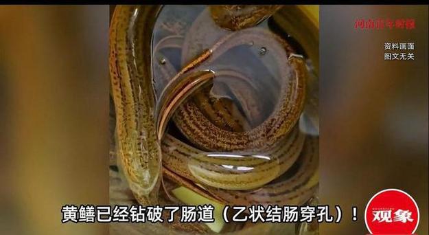 黃鱔屬于魚類嗎_黃鱔穴居淤泥原因分析_黃鱔雌雄同體轉變過程