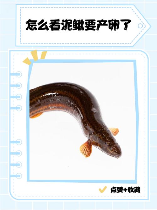 黃鱔屬于魚類嗎_黃鱔穴居淤泥原因分析_黃鱔雌雄同體轉變過程