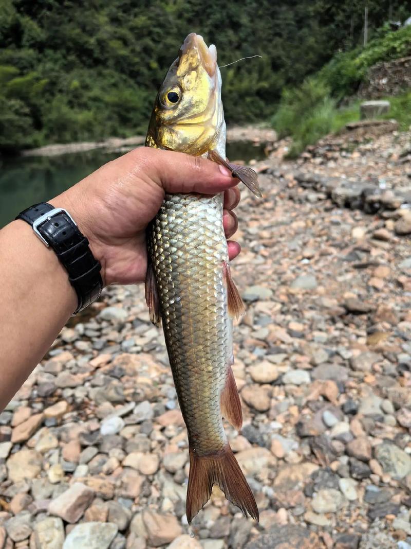 釣重唇魚技巧_想要野釣重唇魚你不得不知道的知識_重唇魚垂釣方法
