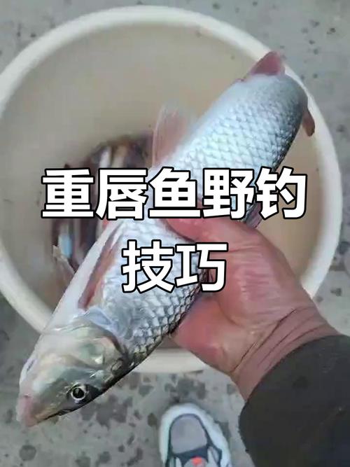 想要野釣重唇魚你不得不知道的知識_釣重唇魚技巧_重唇魚垂釣方法