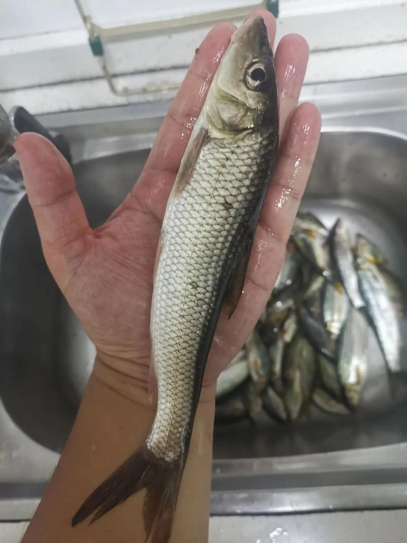 重唇魚垂釣方法_釣重唇魚技巧_想要野釣重唇魚你不得不知道的知識