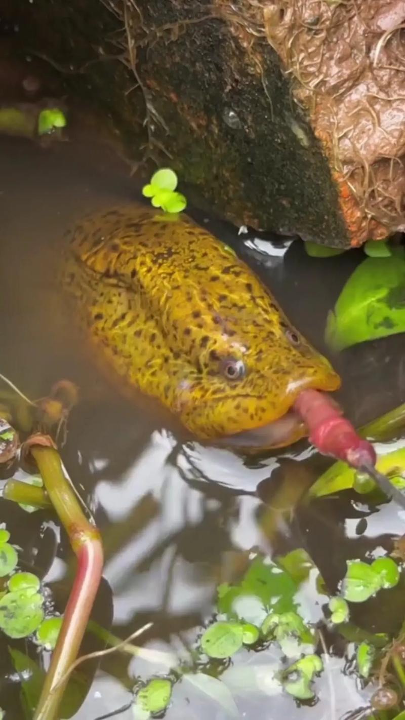 釣黃鱔最佳時間_黃鱔常用餌料蚯蚓_黃鱔_釣黃鱔的技巧_釣黃鱔常用釣法