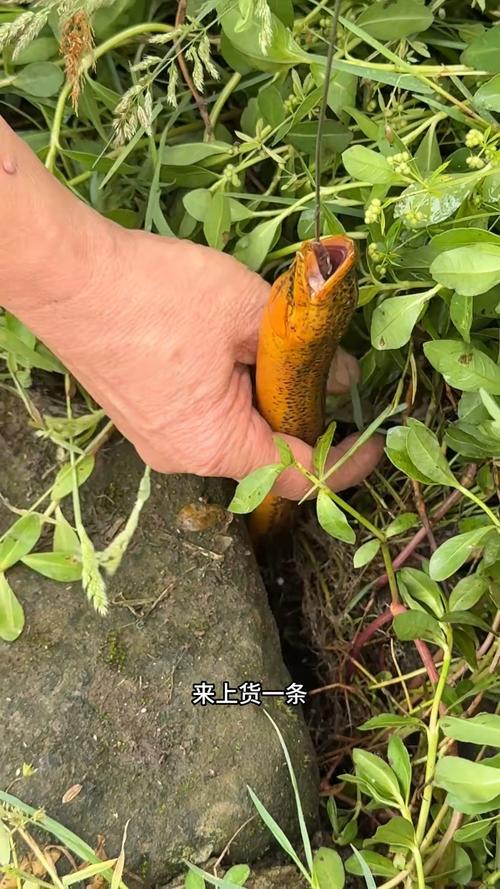 釣黃鱔最佳時間_黃鱔_釣黃鱔的技巧_釣黃鱔常用釣法_黃鱔常用餌料蚯蚓