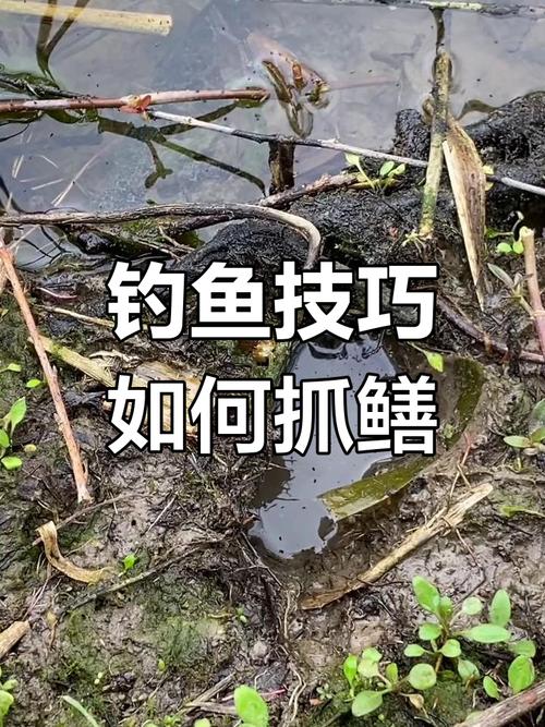 黃鱔_釣黃鱔的技巧_釣黃鱔常用釣法_黃鱔常用餌料蚯蚓_釣黃鱔最佳時間