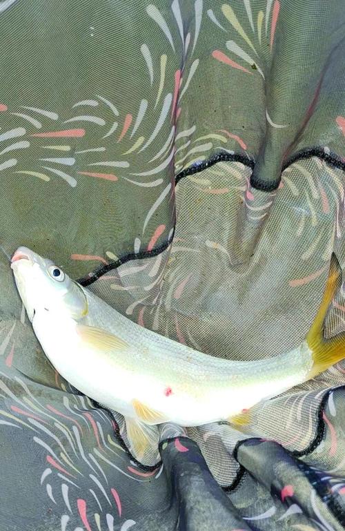 青黃尾釣魚方法_黃尾魚很多人都釣過學會這套技巧無人能及必看_野釣青黃尾技巧