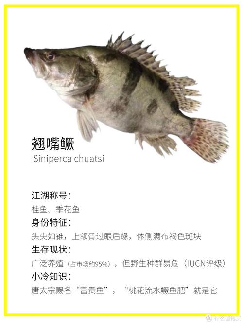 鱖魚長相奇特_鱖魚圖片_鱖魚肉食性魚類