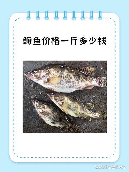 鱖魚養殖技術_鱖魚圖片_鱖魚生物學特性