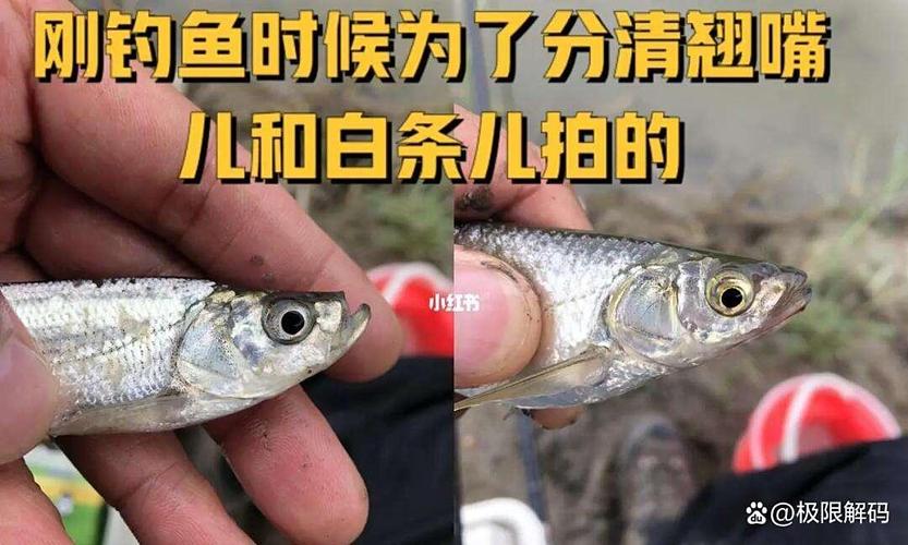 翹嘴魚和白條魚區別_吃翹嘴魚的禁忌_翹嘴魚