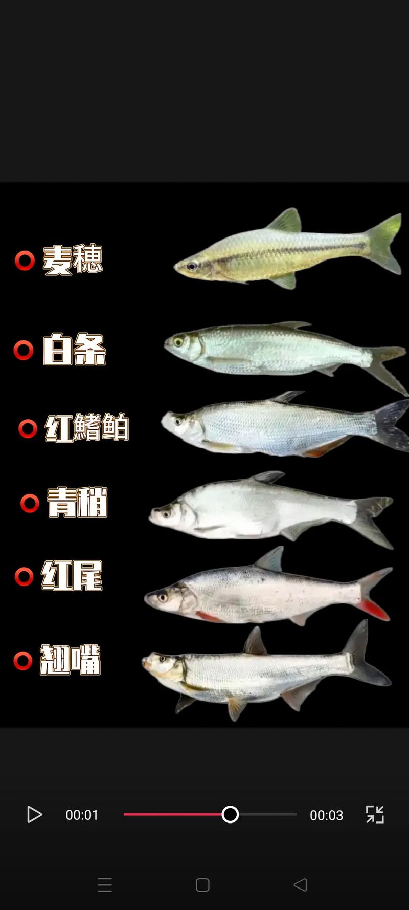 翹嘴魚和白條魚區別_吃翹嘴魚的禁忌_翹嘴魚