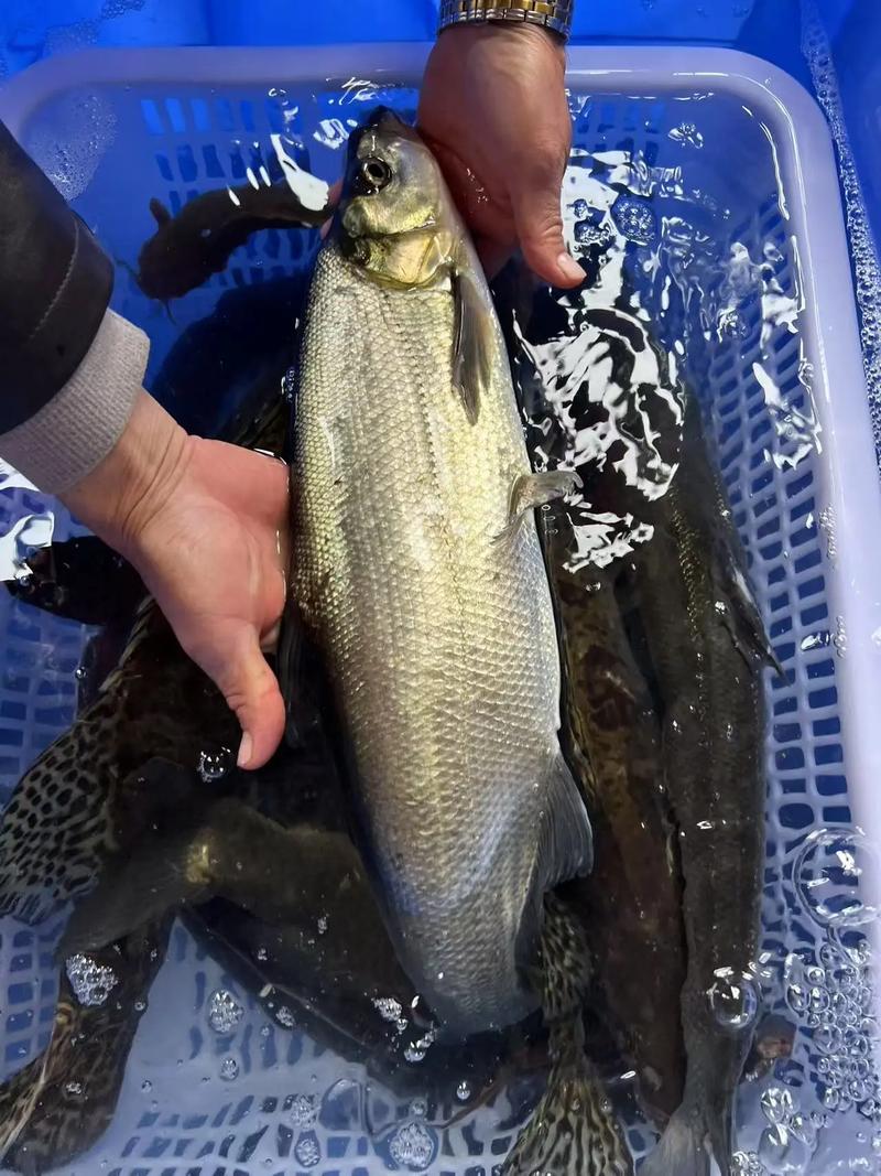 吃翹嘴魚的禁忌_翹嘴魚和白條魚區別_翹嘴魚