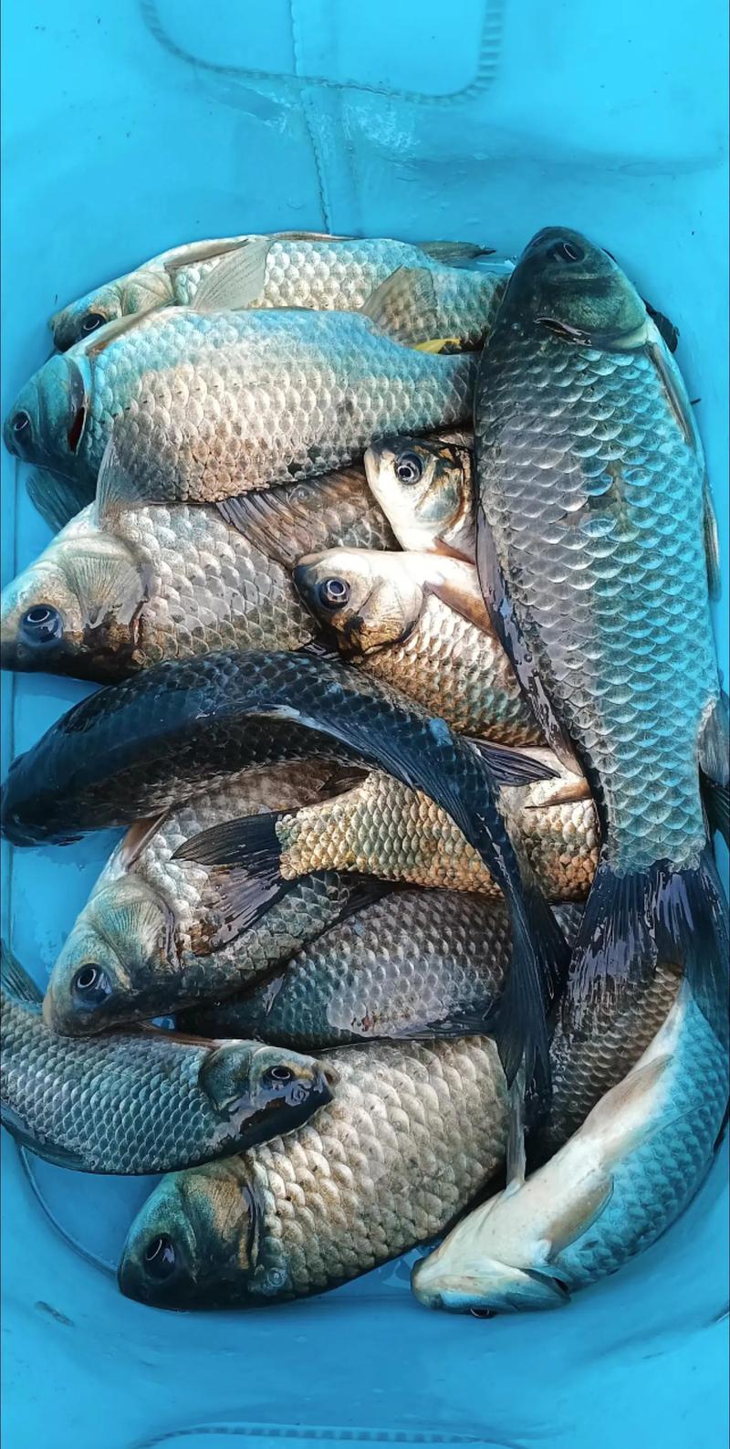 重慶釣魚網野釣_重慶釣魚app_重慶釣魚網重釣網