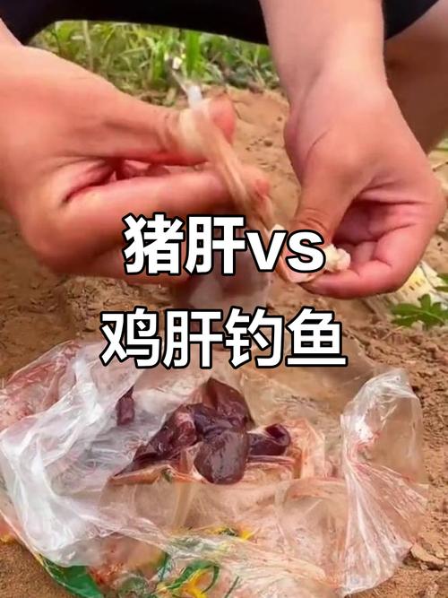 雞肝釣魚技巧_雞肝釣鯰魚的效果好_雞肝釣黃骨魚