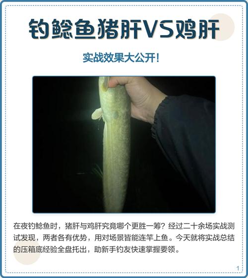 雞肝釣黃骨魚_雞肝釣鯰魚的效果好_雞肝釣魚技巧