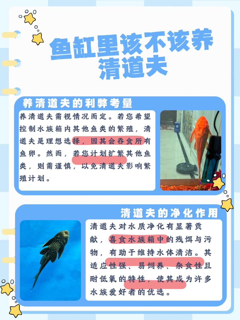清道夫魚能吃嗎_清道夫魚怎么養_清道夫魚吃什么食物