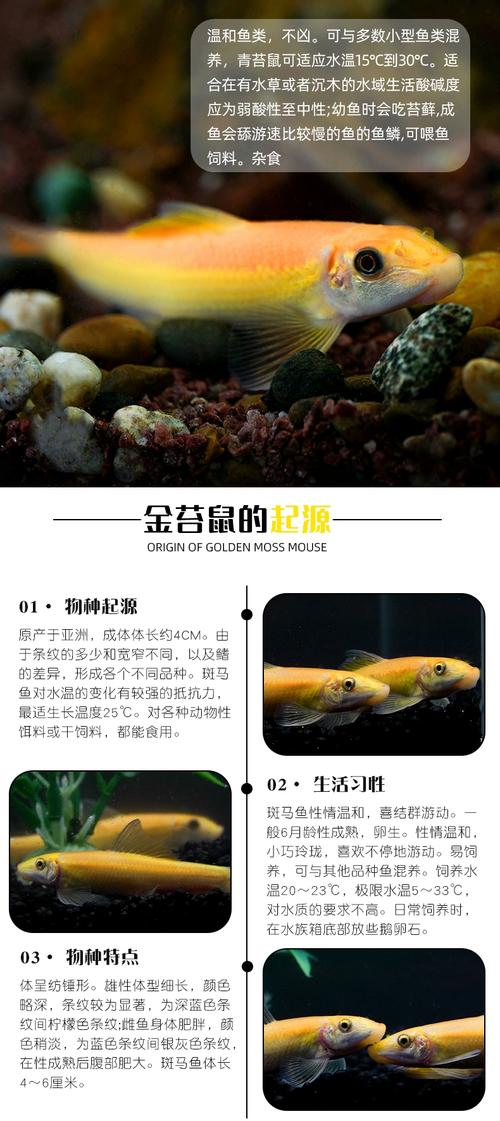 養鸚鵡魚加清道夫 清道夫魚和鸚鵡魚混養 清道夫魚養鸚鵡魚注意事項_清道夫魚能吃嗎