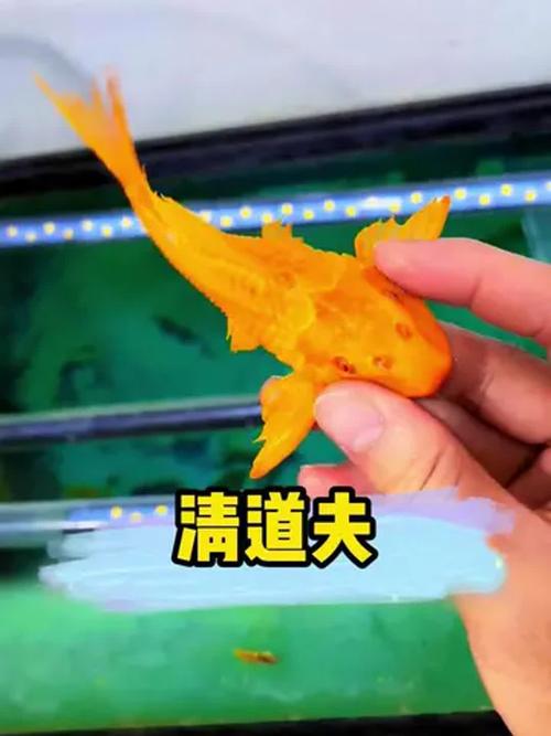 清道夫魚能吃嗎_養鸚鵡魚加清道夫 清道夫魚和鸚鵡魚混養 清道夫魚養鸚鵡魚注意事項