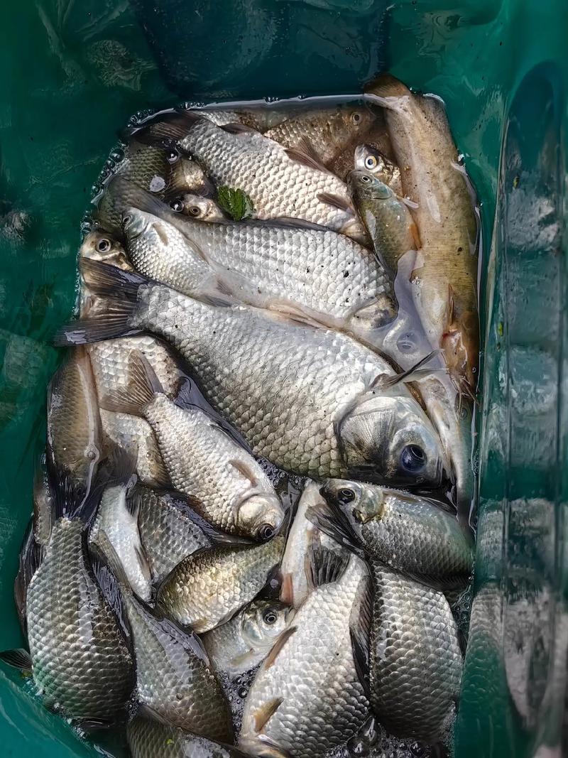 釣魚之家 釣魚經驗分享 青島釣魚攻略_釣魚之家論壇