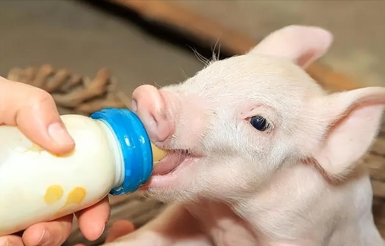 豬奶能不能喝_豬奶的營養價值_豬母奶