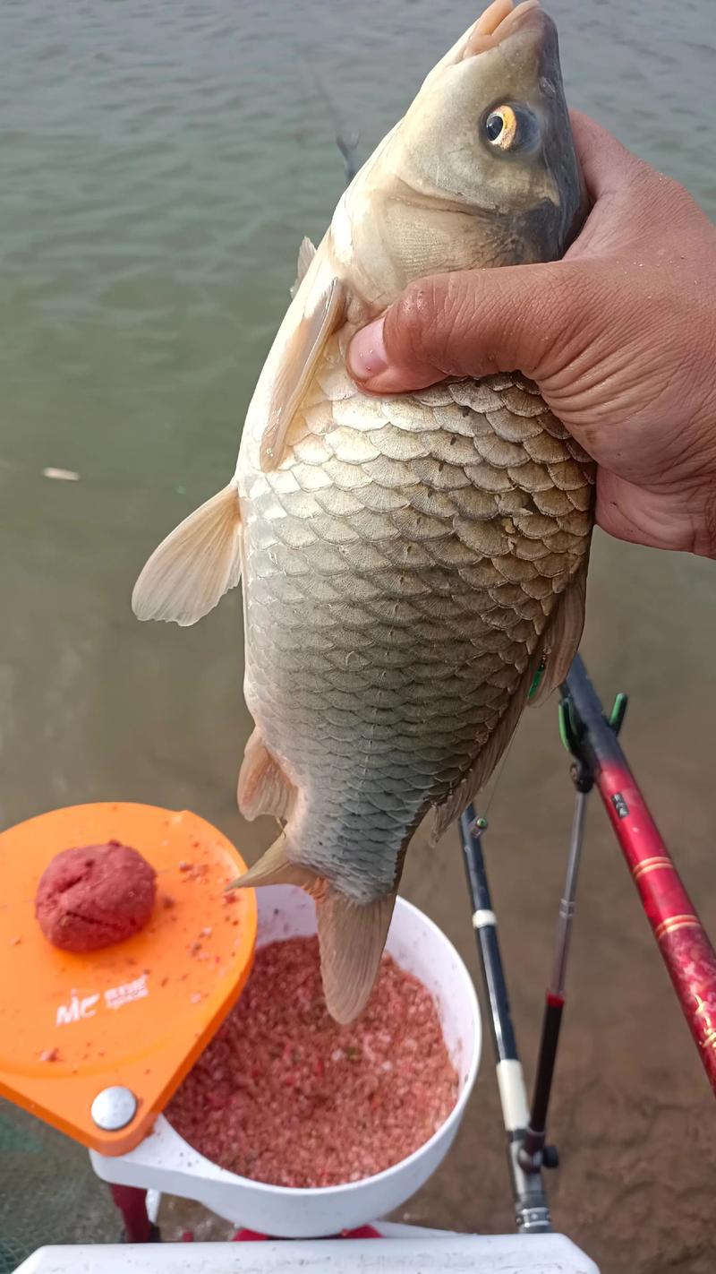 海竿釣鯉魚_自制爆炸鉤釣鯉魚_海竿釣魚視頻野釣實戰