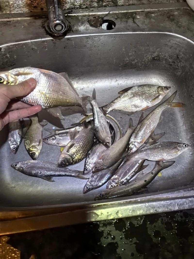 海竿釣魚視頻野釣實戰_自制爆炸鉤釣鯉魚_海竿釣鯉魚