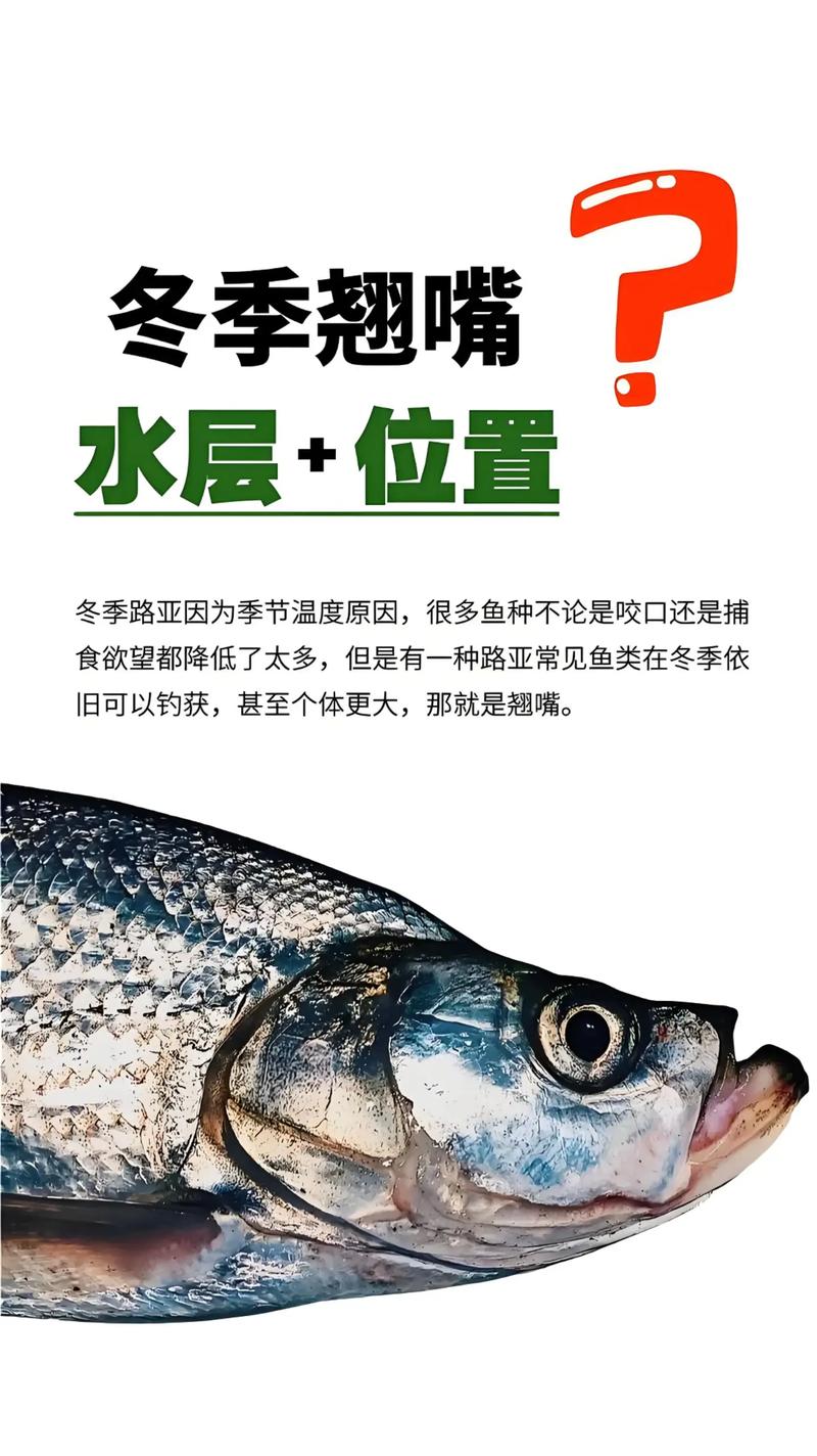 冬季路亞翹嘴魚的釣法_翹嘴魚路亞釣法_四季翹嘴魚垂釣技巧