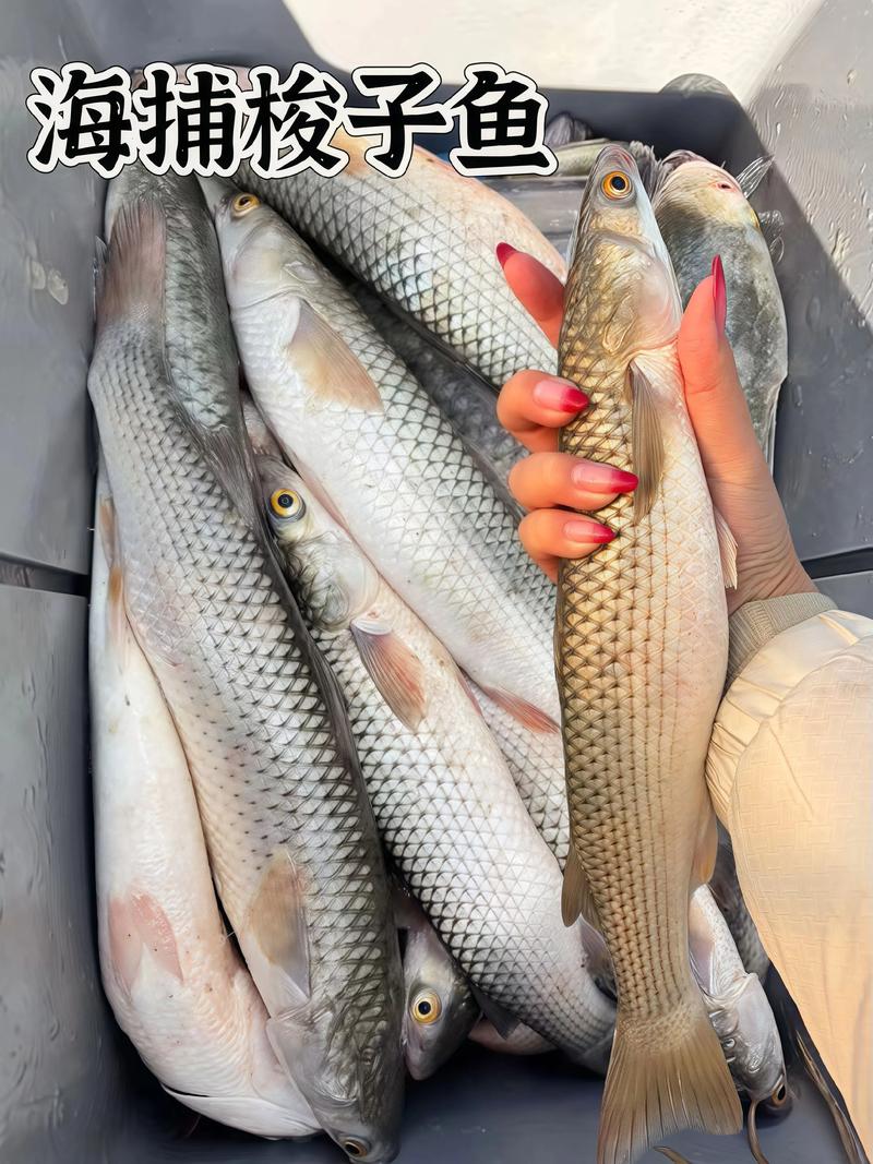 海狼魚_海狼魚_海狼魚