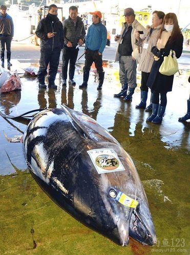 417公斤金槍魚_日本勝浦漁港捕獲最大金槍魚_漁民捕獲834斤藍鰭金槍魚高清圖片必看