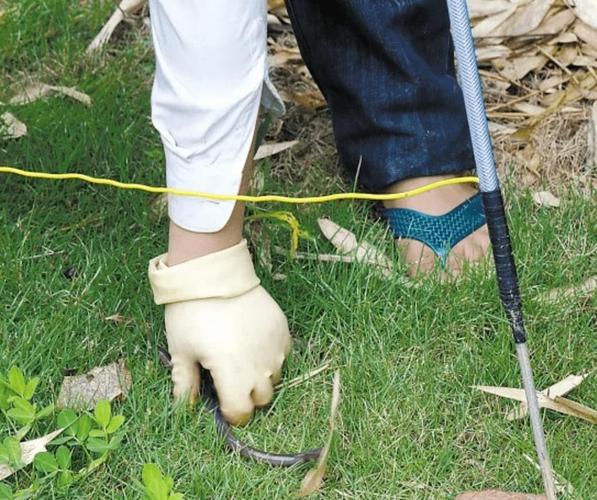 蚯蚓人工養殖_蚯蚓滅絕式捕殺_蚯蚓圖片