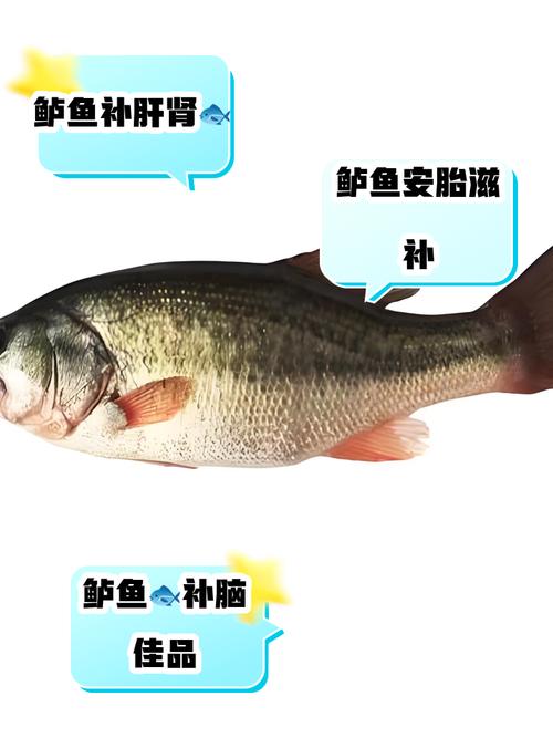 海鱸魚_海鱸魚營養價值高嗎_海鱸魚功效與作用詳解
