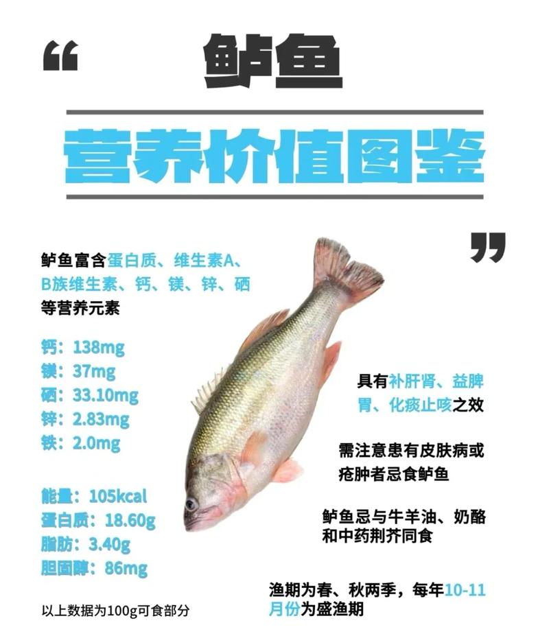 海鱸魚營養價值高嗎_海鱸魚_海鱸魚功效與作用詳解