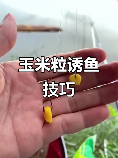 蜂蜜泡嫩玉米方法_新鮮玉米粒誘釣鯉魚技巧分析必看_嫩玉米釣大魚技巧