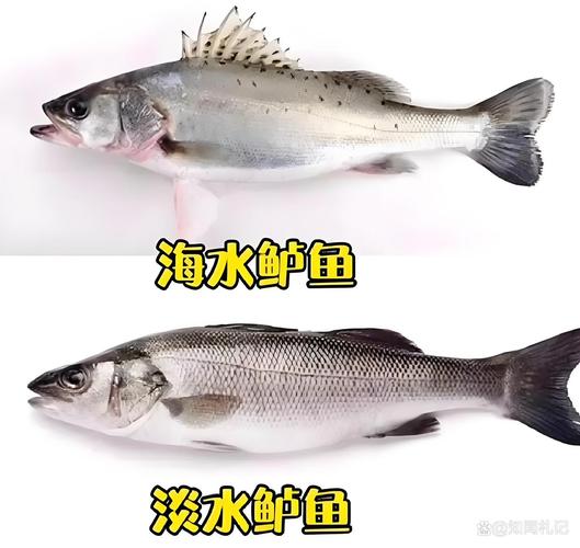 河鱸魚與海鱸魚的區別_鱸魚選購技巧與烹飪方法_海鱸魚