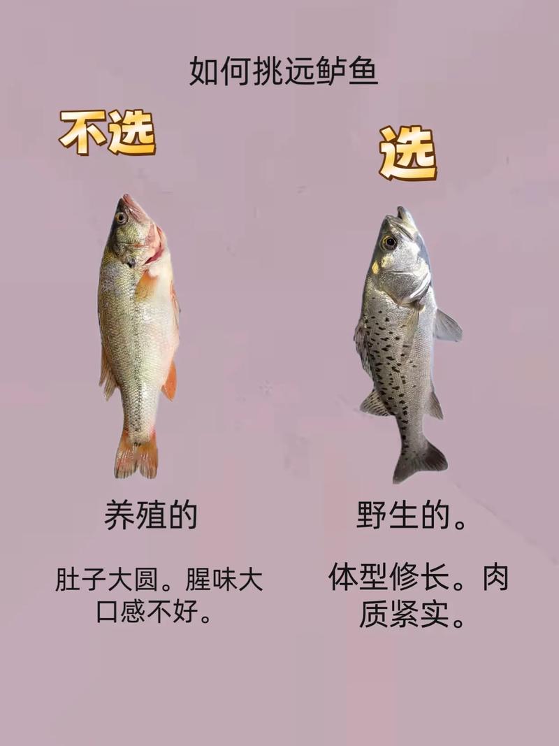 海鱸魚_河鱸魚與海鱸魚的區別_鱸魚選購技巧與烹飪方法