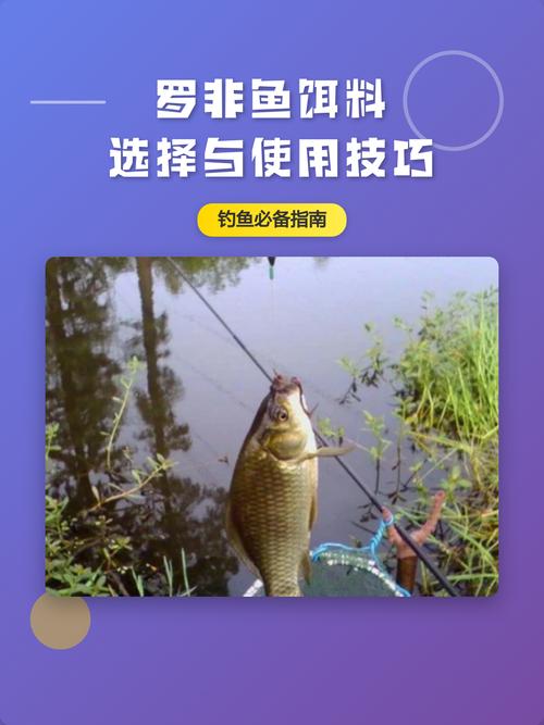 野釣羅非魚的必殺餌料_羅非魚葷餌選擇_自制羅非魚餌料