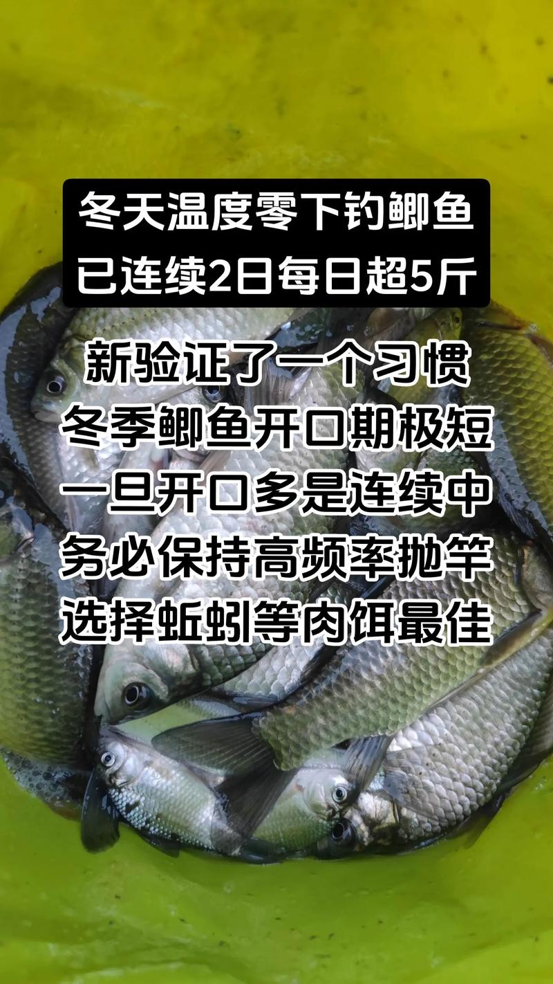 鯽魚的生活習性與水溫的關系必看_了解魚的生活習性_分析魚類的趨溫性趨氧性趨食性