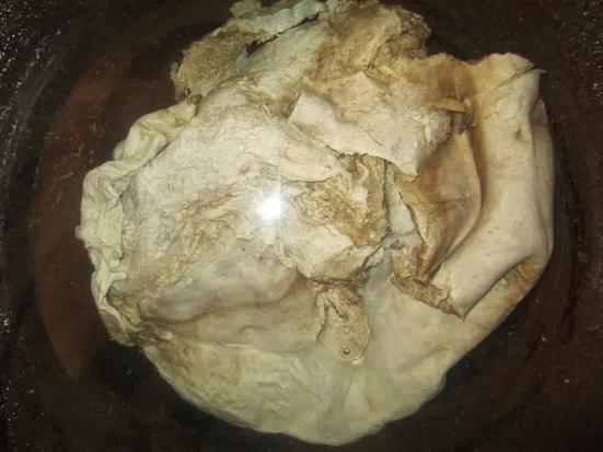 肉太歲_上林湖撿到疑似太歲 肉靈芝 鑒定