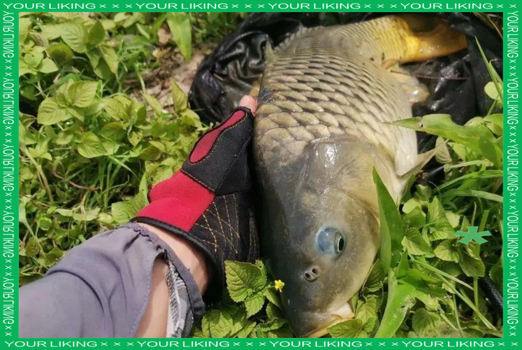 玉米釣魚觸底躺底_玉米調漂方法_玉米釣鯉魚跑鉛還是躺底?