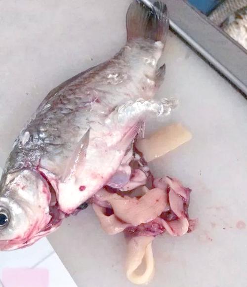 鯽魚寄生蟲處理方法_鯽魚絳蟲怎么處理?_面條蟲是什么