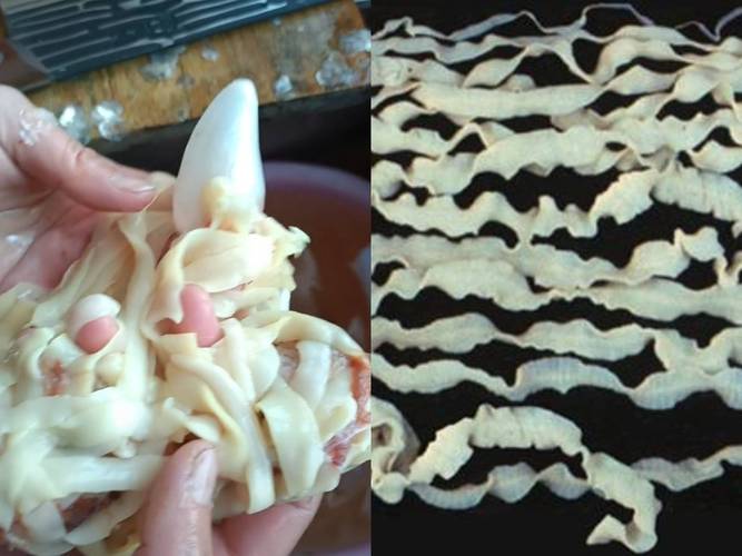 面條蟲是什么_鯽魚絳蟲怎么處理?_鯽魚寄生蟲處理方法