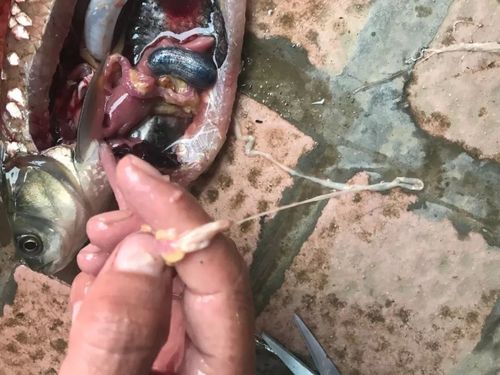 鯽魚寄生蟲處理方法_面條蟲是什么_鯽魚絳蟲怎么處理?