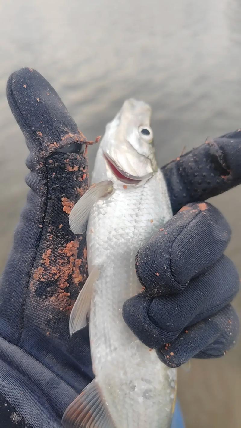 釣魚佬嘲諷新手_夜釣白條釣到大魚_如何釣白條