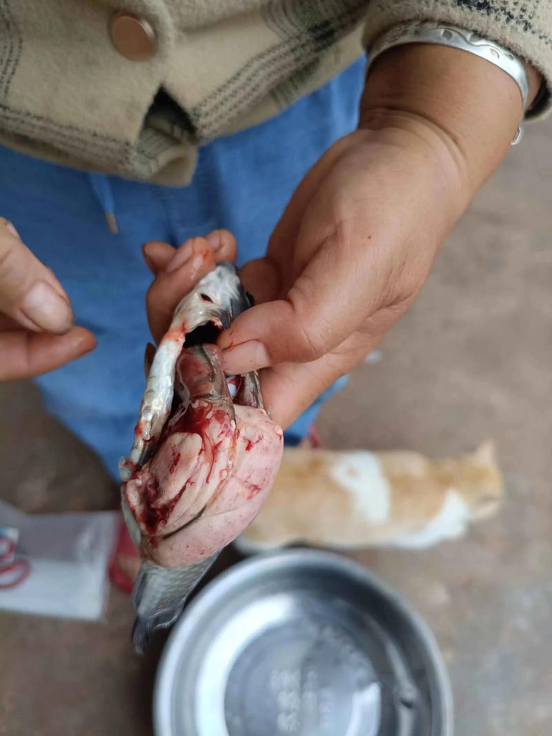 魚體內絳蟲預防_寄生蟲感染鯽魚處理_鯽魚絳蟲怎么處理?