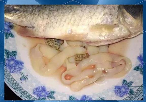 寄生蟲感染鯽魚處理_魚體內絳蟲預防_鯽魚絳蟲怎么處理?