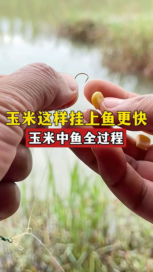 玉米面釣鯉魚_玉米面釣鯉魚絕密絕招?_熟玉米面釣草魚鯽魚