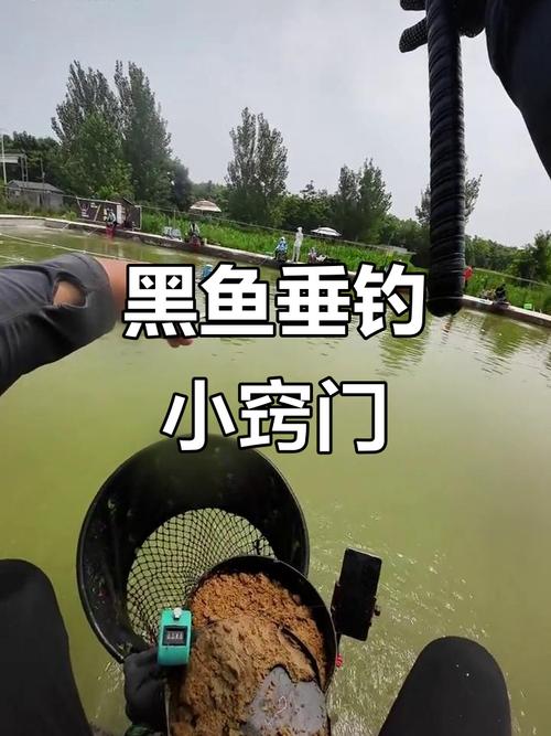 如何釣黑魚_黑魚餌料推薦_秋季黑魚釣法