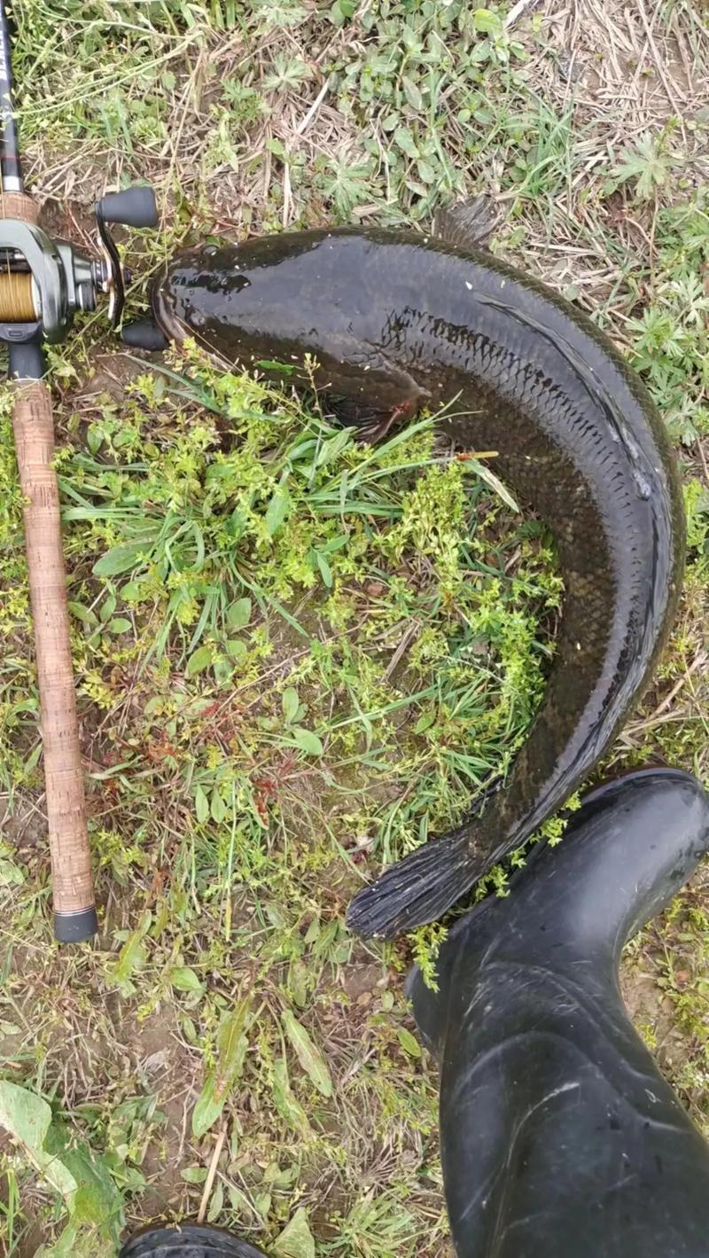 秋季黑魚釣法_黑魚餌料推薦_如何釣黑魚